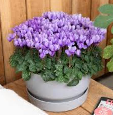 Alpenveilchen Terre Romagna, Topfpflanzen 12 cm, violette Blumen, 2 Stück von Zepre