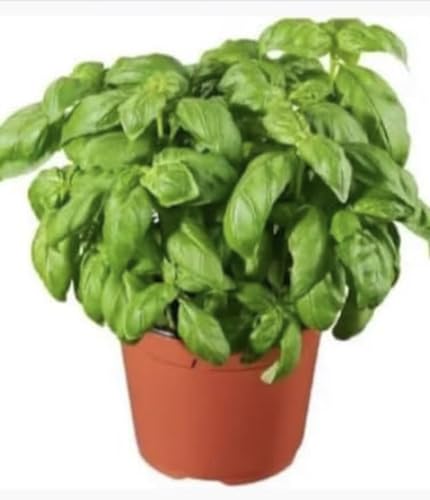 Basilikum-Pflanze im Topf, in Italien angebaut, hergestellt in Italien, sehr schön von Zepre