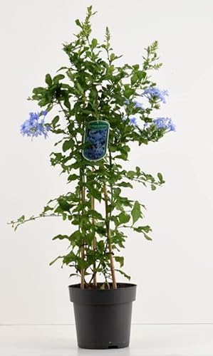 Piombaggine – Plumbago auriculata echte Pflanze hoch Terre di Romagna von Zepre