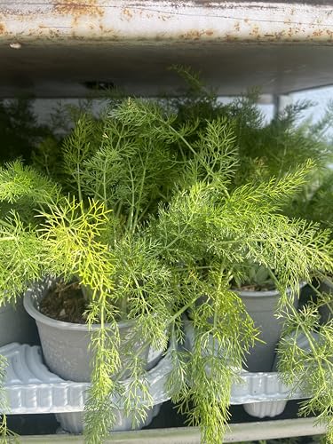 Wilder Fenchel Topf 12 cm Pflanze Vera Terre di Romagna Made in Italy hochwertige Düfte und Aromen mit Liebe gemacht von Zepre