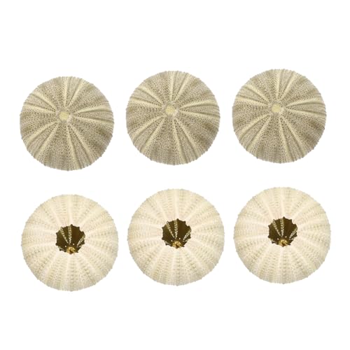 Zerodeko 1 Satz Seeigel Blumentöpfe Natürliche Pflanzenhalter Für Luftpflanzen Dekorative Muschel Design Töpfe Für Tischdekoration Und Aquarien Kreative DIY Craft Supplies 6 Stück von Zerodeko
