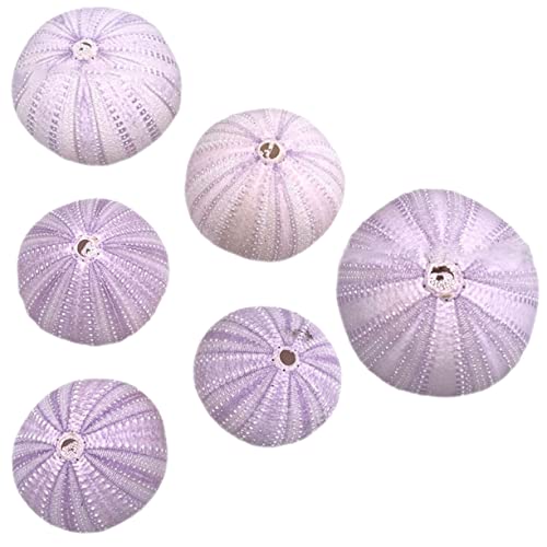 Zerodeko 6 Stück Muschel aus natürlicher Muschel Muscheldekor Dekorationen für Aquarien bastelzeug seesterne Hochzeit Dekoration blumentopf Seeigel-Muschel-Handwerk Seeigel-Dekore Hülse Zerodeko 6 Stück Muschel aus natürlicher Muschel Muscheldekor Dekorationen für Aquarien bastelzeug seesterne Hochzeit Dekoration blumentopf Seeigel-Muschel-Handwerk Seeigel-Dekore Hülse von Zerodeko