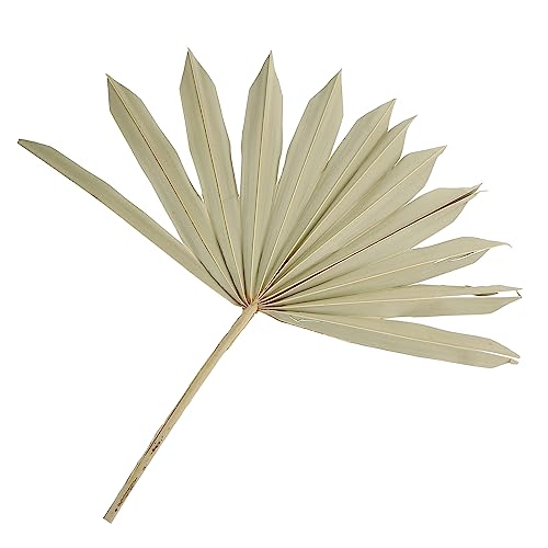 Zerodeko Deko Mit Getrockneten Palmblättern Für Blumenarrangements Vielseitiger Natürlicher Dekorationsstoff Für Festlichkeiten Veranstaltungen Und Wohnraumgestaltung Zerodeko Deko Mit Getrockneten Palmblättern Für Blumenarrangements Vielseitiger Natürlicher Dekorationsstoff Für Festlichkeiten Veranstaltungen Und Wohnraumgestaltung von Zerodeko