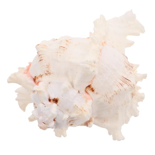 Zerodeko Große Natürliche Meeresschnecke Muschel Ornament Einzigartiges Boho für Vase Strandthemen Hochzeit Aquarium Fischbehälter Auffällige Küsten Dekoration Zerodeko Große Natürliche Meeresschnecke Muschel Ornament Einzigartiges Boho für Vase Strandthemen Hochzeit Aquarium Fischbehälter Auffällige Küsten Dekoration von Zerodeko