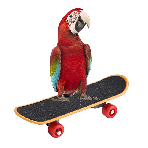 Zerodis 1Pc Papagei Skateboard Barsch Ständer Spielzeug Mini Training Skateboard Lustiges Intelligenzspielzeug für kleine und mittlere Vögel Wellensittich Sittich Nymphensittiche Lovebird Conure von Zerodis