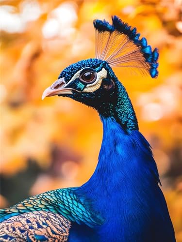 5D Diamond Painting Pfau, Tier Diamond Painting Erwachsene, 5D DIY Diamant Kunst Malerei Kinder Anfänger Crystal Art Stickerei Mosaikherstellung Malerei Set für Zimmer Wand Dekor 45x60cm, Model171 5D Diamond Painting Pfau, Tier Diamond Painting Erwachsene, 5D DIY Diamant Kunst Malerei Kinder Anfänger Crystal Art Stickerei Mosaikherstellung Malerei Set für Zimmer Wand Dekor 45x60cm, Model171 von Zhnncfgg