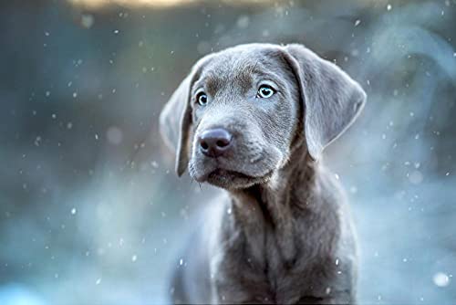 DIY 5D Diamond Painting by Number Kits Weimaraner Hund Haustier Tier Kreuzstich Stickerei Strass Bild Kunst Handwerk Wanddekoration von Zhyaunz