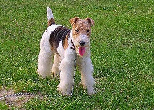 Zhyaunz DIY 5D Diamant-Malerei nach Zahlen-Kits FoxTerriers Haustier Hund Tier Kreuzstich Stickerei Strass Bild Kunst Handwerk Wanddekoration von Zhyaunz