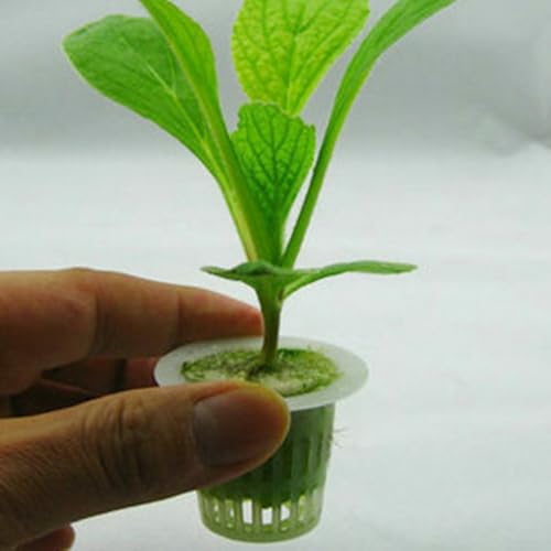 Mesh Pot Net Cup Basket Set - 20 Pack with Sponges for Aeroponic Plant Growing, Reusable PE Material, Suitable for Various Soilless Cultivation Equipment for Vegetables and Fruits Mesh Pot Net Cup Basket Set - 20 Pack with Sponges for Aeroponic Plant Growing, Reusable PE Material, Suitable for Various Soilless Cultivation Equipment for Vegetables and Fruits von ZiStarlilife