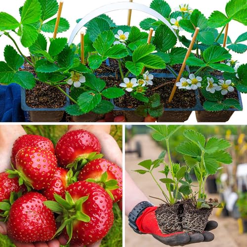 El Gigant Erdbeere, spät, 10 Stück für Multiplate, große und feste Früchte, krankheitsresistent von ZielonyOgrod