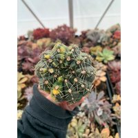 Verrückter Alarm Gymnocalycium Variegated Kaktus Sukkulente/Seltene Importierte von ZionAlchemyGardens