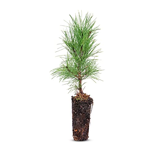 Frische, junge, lebende Zirbe (Pinus Cembra/Zirbelkiefer) - ca. 20-25cm hoch - Nadelholz - echte Pflanze zum Einsetzen von Zirbelino