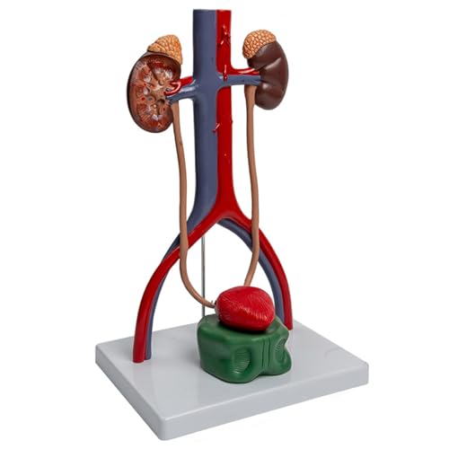 Modell Des Harn Und Fortpflanzungssystems Zeigt Blasenureter Humanes Urogenitalsystemmodell Lehrwerkzeug Modell Des Harn Und Fortpflanzungssystems Zeigt Blasenureter Humanes Urogenitalsystemmodell Lehrwerkzeug von Zkydhbd