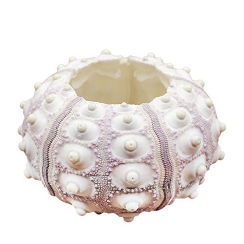 Zkydhbd Luftpflanzen Seeigel Tisch Tillandsien Miniatur Gartendekorationen Zkydhbd Luftpflanzen Seeigel Tisch Tillandsien Miniatur Gartendekorationen von Zkydhbd