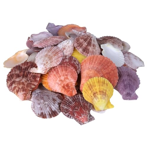 Zliger 500g Jakobsmuschel Natürliche Muschel Natürliches Muscheln Deko Farbig Jakobsmuscheln Maritime Hängedeko Farbig Hochzeitsdekor (4-7cm, Etwa 100) von Zliger