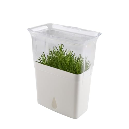ZoeQide Kräuter Aufbewahrungsbox mit Wasserspeicher für Kühlschrank – Frische Kräuterbox mit Deckel und 3 Trennwänden – Transparenter Kräuterbehälter zur Aufbewahrung von Kräutern und Gemüse ZoeQide Kräuter Aufbewahrungsbox mit Wasserspeicher für Kühlschrank – Frische Kräuterbox mit Deckel und 3 Trennwänden – Transparenter Kräuterbehälter zur Aufbewahrung von Kräutern und Gemüse von ZoeQide