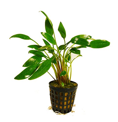 Zoomeister - 1 Topf Willis' Wasserkelch (Cryptocoryne willisii) von Zoomeister