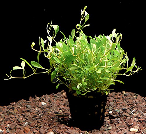 Zoomeister - 3 Töpfe Australisches Zungenblatt (Glossostigma elatinoides) von Zoomeister