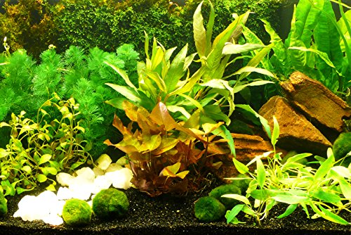 Zoomeister - Aquarium-Pflanzen-Set Sorgenfrei Einfach+Schön+Gut von Zoomeister