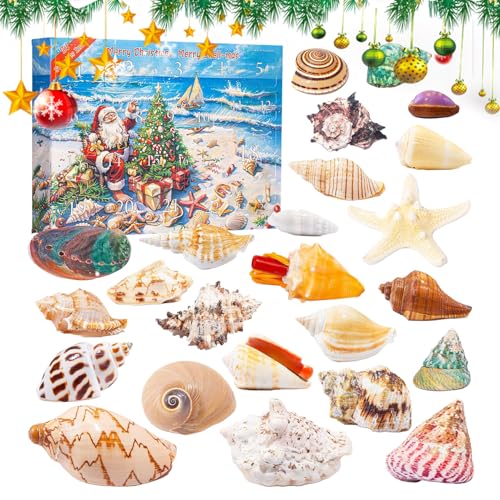 Zqkimzi Weihnachts-Countdown | 24 Tage Urlaubs-Countdown-Kalender – Lernsammlung Muscheln Modell für Kinder Erwachsene tägliche Familienaktivität Schule Klassenzimmer Party von Zqkimzi