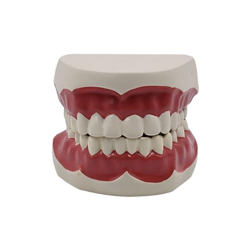 FLOSSING TEACH MODELL Standard Lehrmodell Dentals Typodont Standardzähne Für Die Unterrichtspraxisdemonstration von Zqxnt