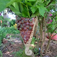 Blumenampel Blumenvase Blumentopf Hängepflanze Blumenampel Blumenvase Blumentopf Hängepflanze von ZumbuntenHundDE