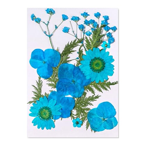 12 Pcs Gepresste Getrocknete Für Harz Natürliche Trocken von Zuoeay