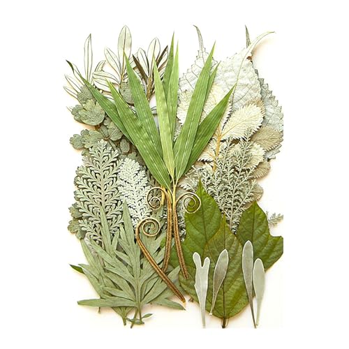 Gepresste Getrocknete Blätter Pflanz von Zuoeay