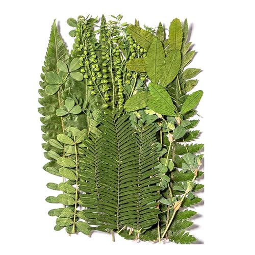 Gepresste Getrocknete Blätter Pflanz von Zuoeay