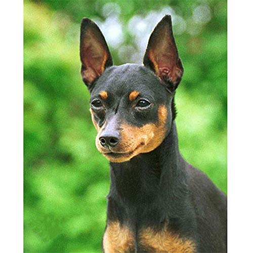 DIY 5d Diamant Malerei Kits Voll Bohren Miniatur Pinscher Hund 30x40cm/12*16in Diamant Painting Groß Full Kristall Strass Stickerei Kreuzstich Leinwand Diamond Painting Kunst Handwerk für Wand Decor von Zuoyun