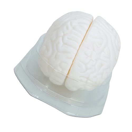 Human Brains Model for Medicals Training Study Brains Anatomical Models with Display Base Teaching Tool Model with Base Medicals Teaching Tool for Study and Human Brains Model for Medicals Training Study Brains Anatomical Models with Display Base Teaching Tool Model with Base Medicals Teaching Tool for Study and von ZwaitL