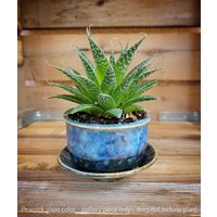 Sukkulenten Topf/Mini Sukkulente Zimmerpflanze Mit Teller Pflanze Gartenarbeit Geschenk Des Gärtners Erntedank von abbylingle