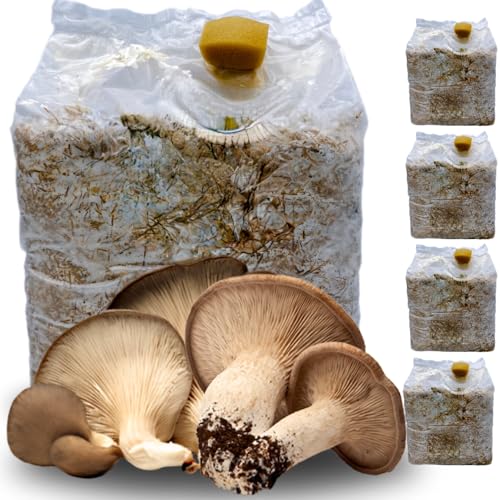 Pleurotus Eryngii Pilzbau-Set, 4 Stück von acquaverde