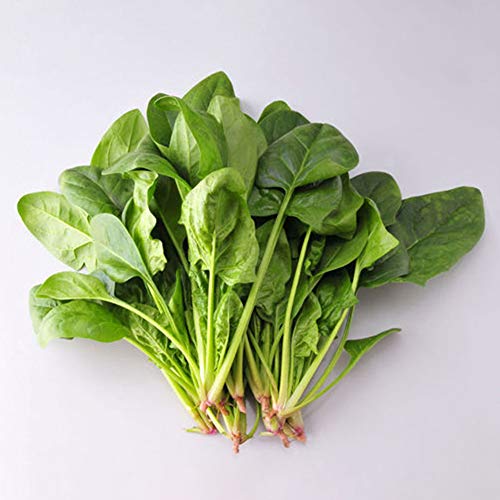 Spinat Samen (Spinacia oleracea), Spinatsamen,Pflanzen samen gemüse,Gartengemüse,spinach seeds,100% Natur Saat,handverpackt Saatgut 100 Stück von aediea