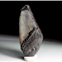 Teilweise Megalodon Zahn Fossil | Natürliche Hai von affordablemineralsNY