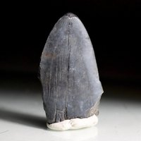 Teilweise Megalodon Zahn Fossil | Natürliche Hai von affordablemineralsNY