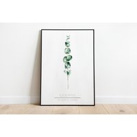 Eucalyptus Poster - Digitaldruck in Den Größen A5 Bis A3 von afisaPapeterie