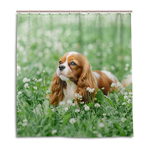 ALAZA Cavalier King Charles Spaniel Hund Duschvorhang 183 x 183 cm Wasserdicht Polyester Dekoration Badezimmer Vorhang mit Haken von alaza