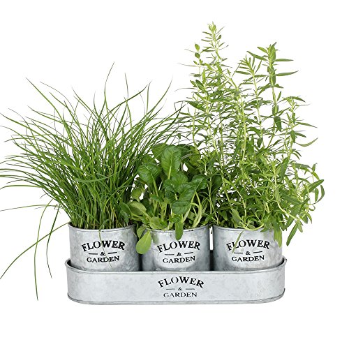 albena shop ELSA 3er-Set Pflanztöpfe Blumentopf Kräutergarten mit Tablett aus robustem Zink 31,5 x 11 x 11 cm ist eine charmante Ergänzung für Ihren Garten oder Ihre Wohnung | Flower & Garden von albena shop