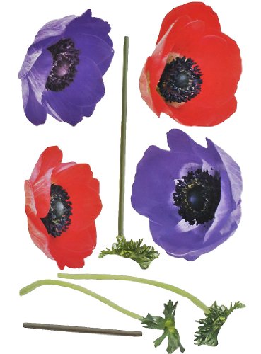 XXL Wandtattoo/Sticker - Mohnblumen Mohn Blüten mit Stengel - selbstklebend für Wohnzimmer und Deko Wandsticker Aufkleber Blumen Anemone von alles-meine.de GmbH