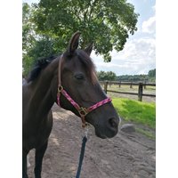 Pferdehalfter Tauhalfter Mit Leder, Komplett Handgenäht, Für Mini Shetty, Pony, Cob, Warmblut, Kaltblut Ab 154 Euro von alsterstruppi