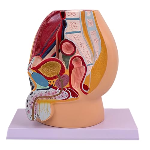 Anatomisches männliches Fortpflanzungsorgan-Modell zur Demonstration männlicher Beckenhöhle Anatomie Modell Klassenzimmer Lehrwerkzeug von amangul