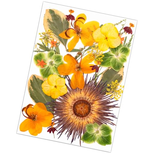 Gedrückte Getrocknete Für Harzformen Natürliche Gepresste Getrocknete Blütenblätter Für Scrapbooking Seifen Kerzenschmuck Machen Gedrückte Getrocknete Für Harzformen Natürliche Gepresste Getrocknete Blütenblätter Für Scrapbooking Seifen Kerzenschmuck Machen von amangul
