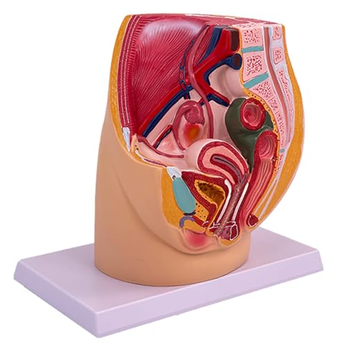 Weibliche Beckenhöhle Anatomie Modell Anatomisches Weibliches Fortpflanzungsorgane Modell für Geburtstraining und Demonstrationen von amangul