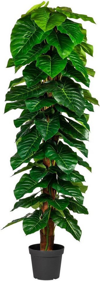Kunstpflanze Lovisa Anthuriumpflanze, andas, Höhe 190 cm, im Topf von andas