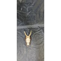 Vintage Geweih von andysupclassemporium