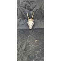 Vintage Montiertes Hirschgeweih von andysupclassemporium