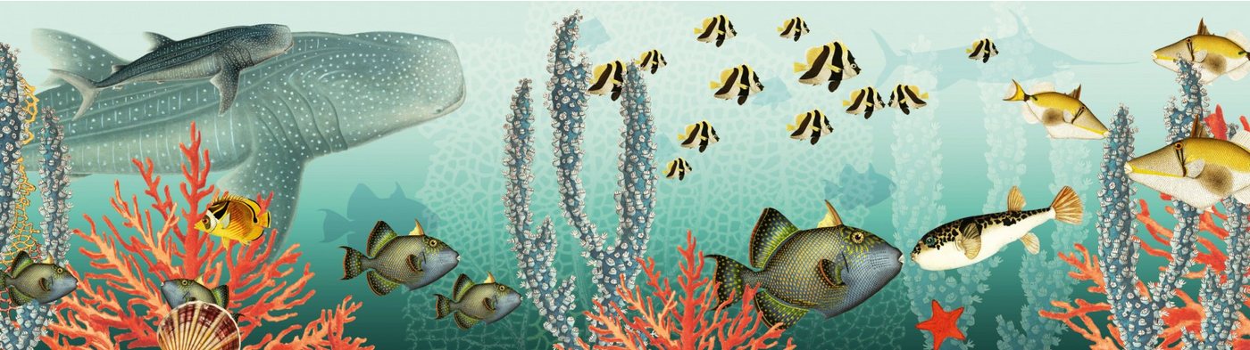 anna wand Bordüre Unterwasserwelt / Fische & Korallen - mehrfarbig - selbstklebend, Meer, selbstklebend von anna wand