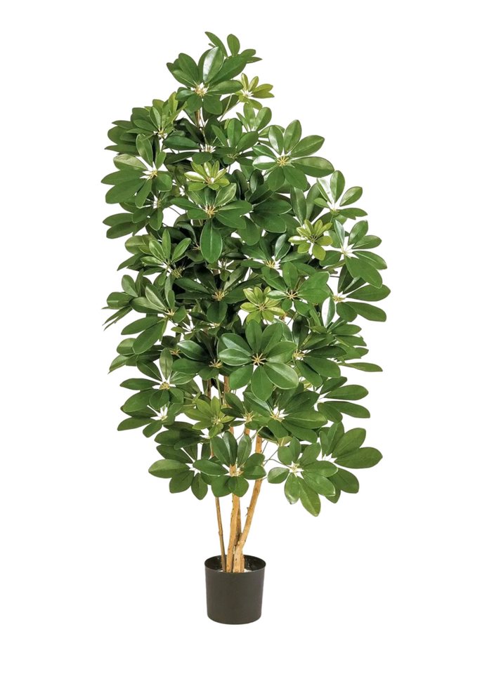 Kunstbaum Künstliche Schefflera - Omer, 170 cm, aplanta Kunstbaum Künstliche Schefflera - Omer, 170 cm, aplanta von aplanta