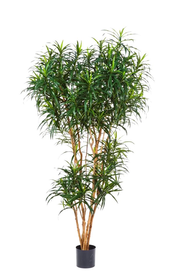 Kunstbaum Künstlicher Drachenbaum - Helmut, 210 cm, aplanta Kunstbaum Künstlicher Drachenbaum - Helmut, 210 cm, aplanta von aplanta